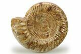 Jurassic Ammonite (Kranosphinctes) - Madagascar #273724-1